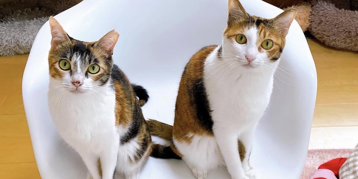 すいかさんちで保護されている猫たち