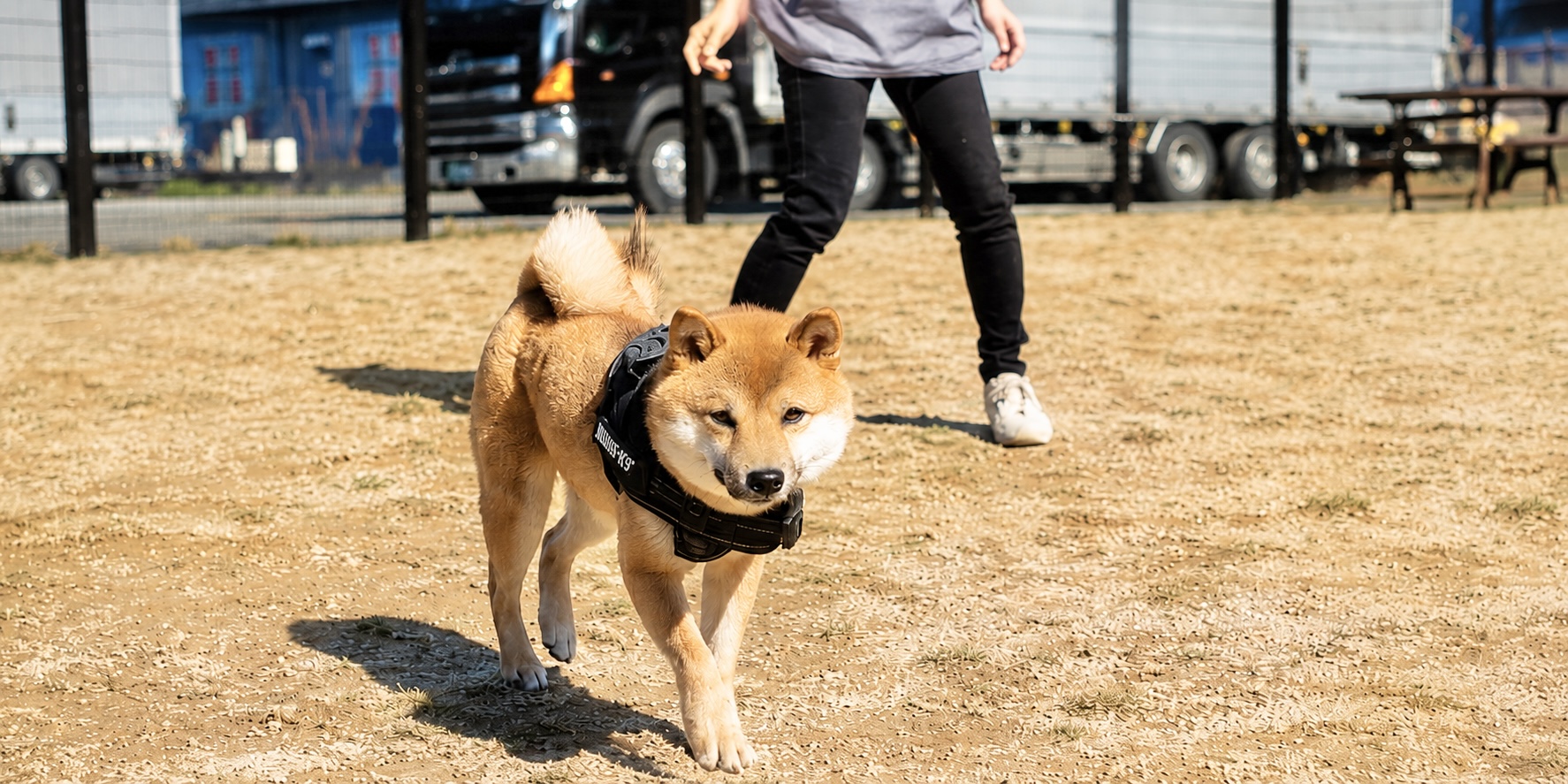 With わんっ！ ドッグラン